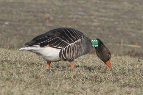 Grauwe Gans